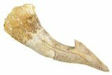 Fossil Sawfish (Onchopristis) Rostral Barb - Morocco #356421-1